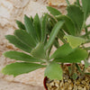 Kalanchoe Beharensis Roseleaf