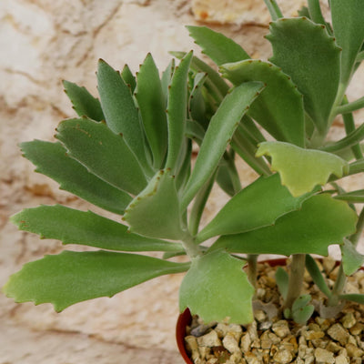 Kalanchoe Beharensis Roseleaf