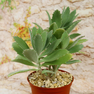 Kalanchoe Beharensis Roseleaf