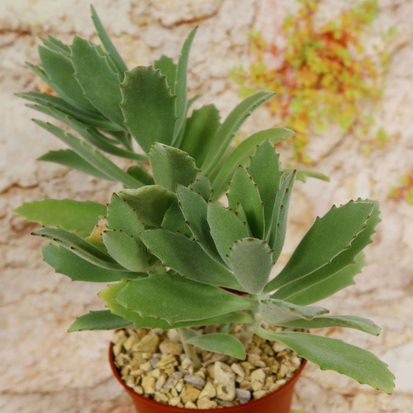 Kalanchoe Beharensis Roseleaf