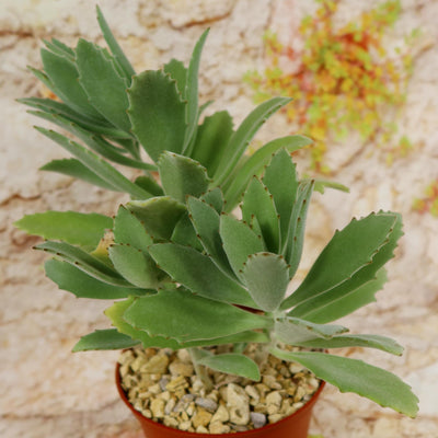 Kalanchoe Beharensis Roseleaf