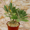 Kalanchoe Beharensis Roseleaf