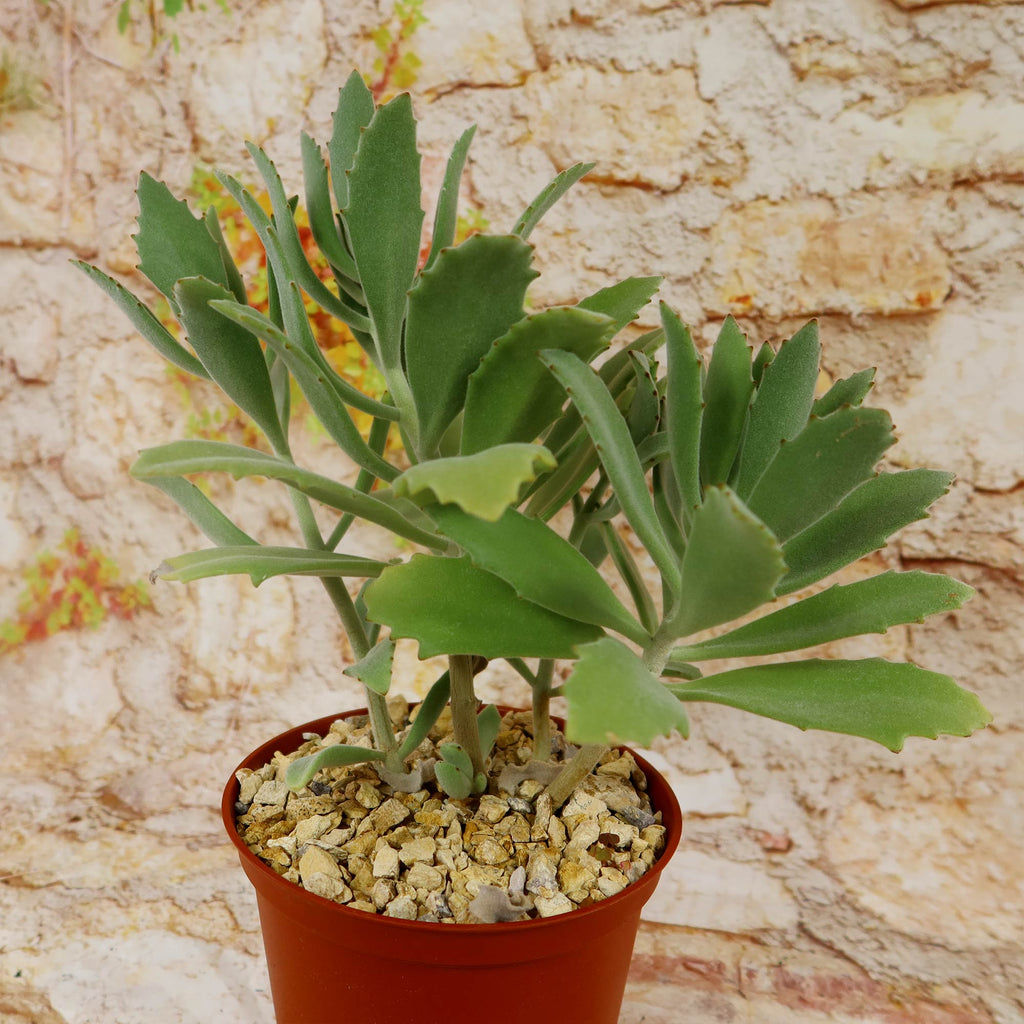 Kalanchoe Beharensis Roseleaf