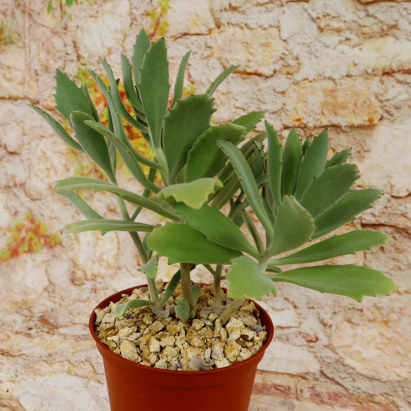 Kalanchoe Beharensis Roseleaf