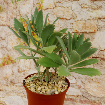 Kalanchoe Beharensis Roseleaf