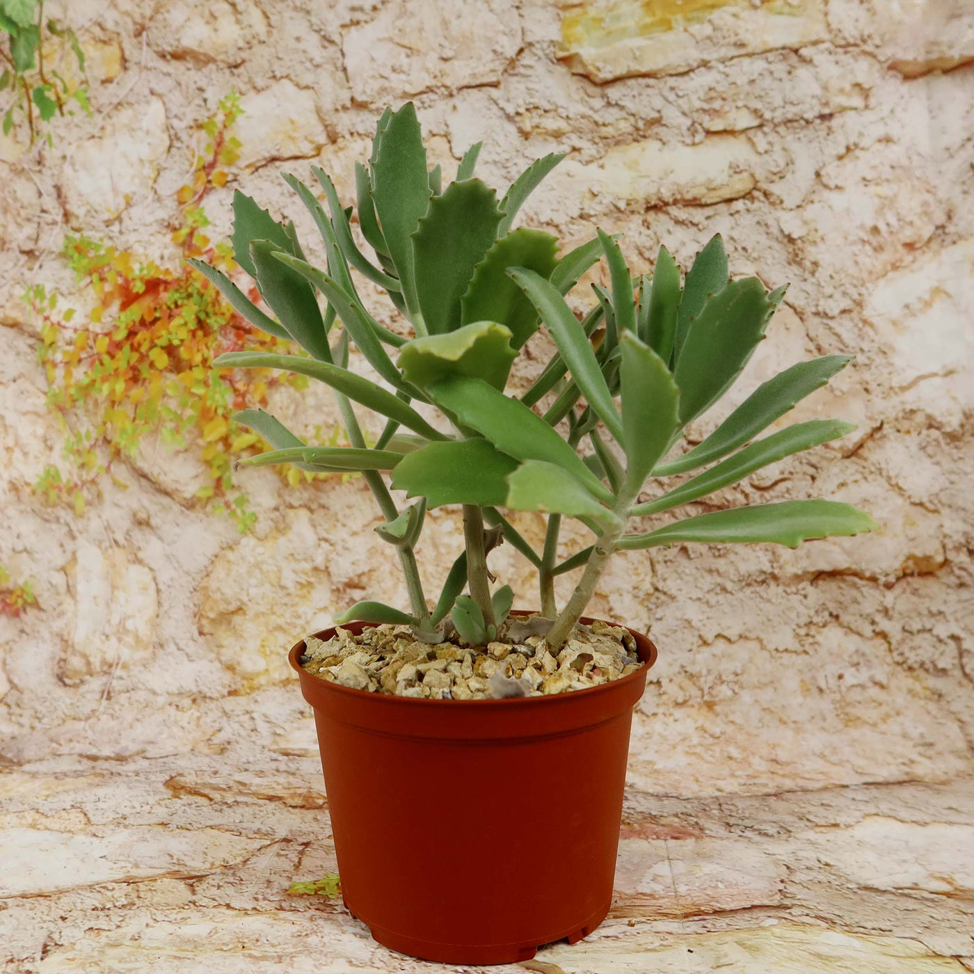 Kalanchoe Beharensis Roseleaf