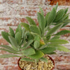 Kalanchoe Beharensis Roseleaf