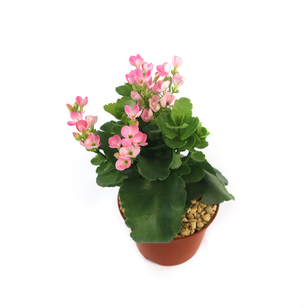 patrol_placeholder_a6ead9acc5af34cb22c78a05ed144ef7