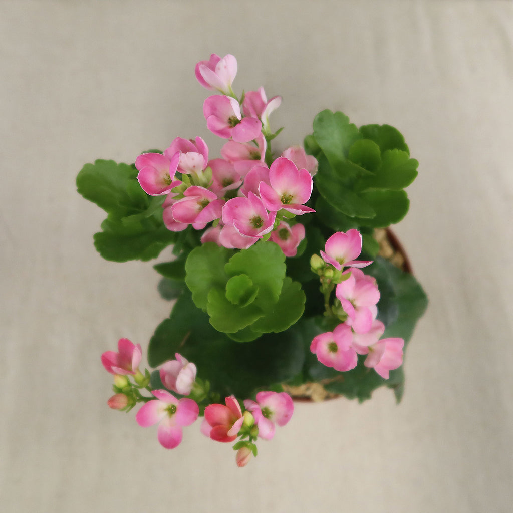 patrol_placeholder_a6ead9acc5af34cb22c78a05ed144ef7