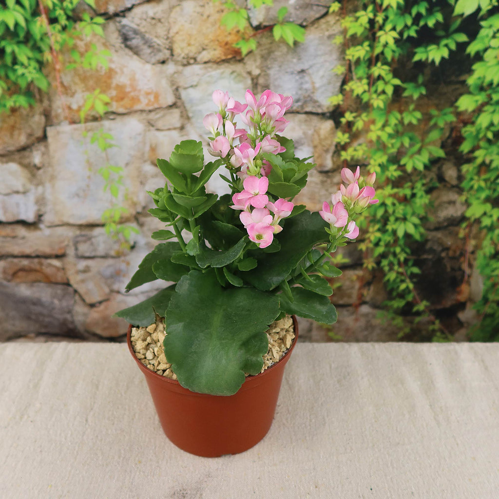 patrol_placeholder_a6ead9acc5af34cb22c78a05ed144ef7