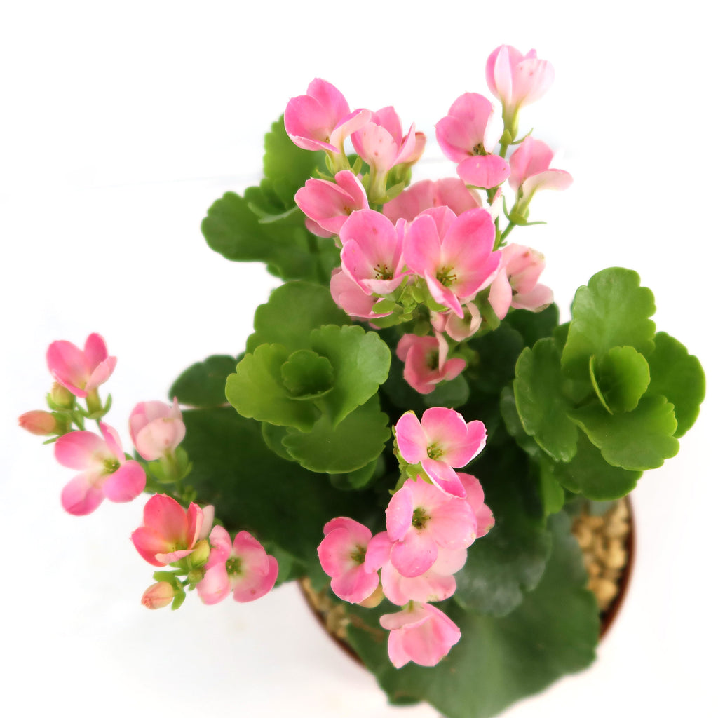 patrol_placeholder_a6ead9acc5af34cb22c78a05ed144ef7