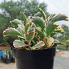 Kalanchoe Fire Rainbow