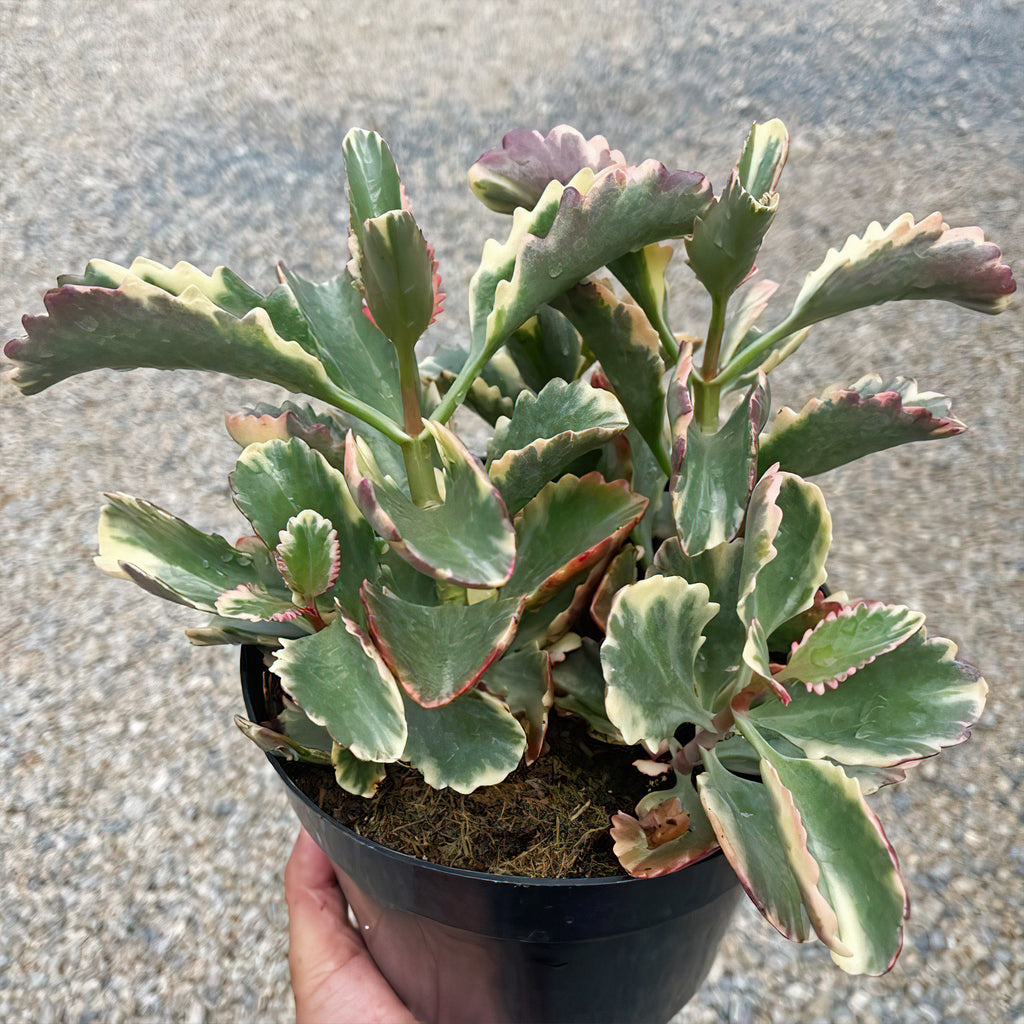 Kalanchoe Fire Rainbow