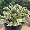 Kalanchoe Fire Rainbow