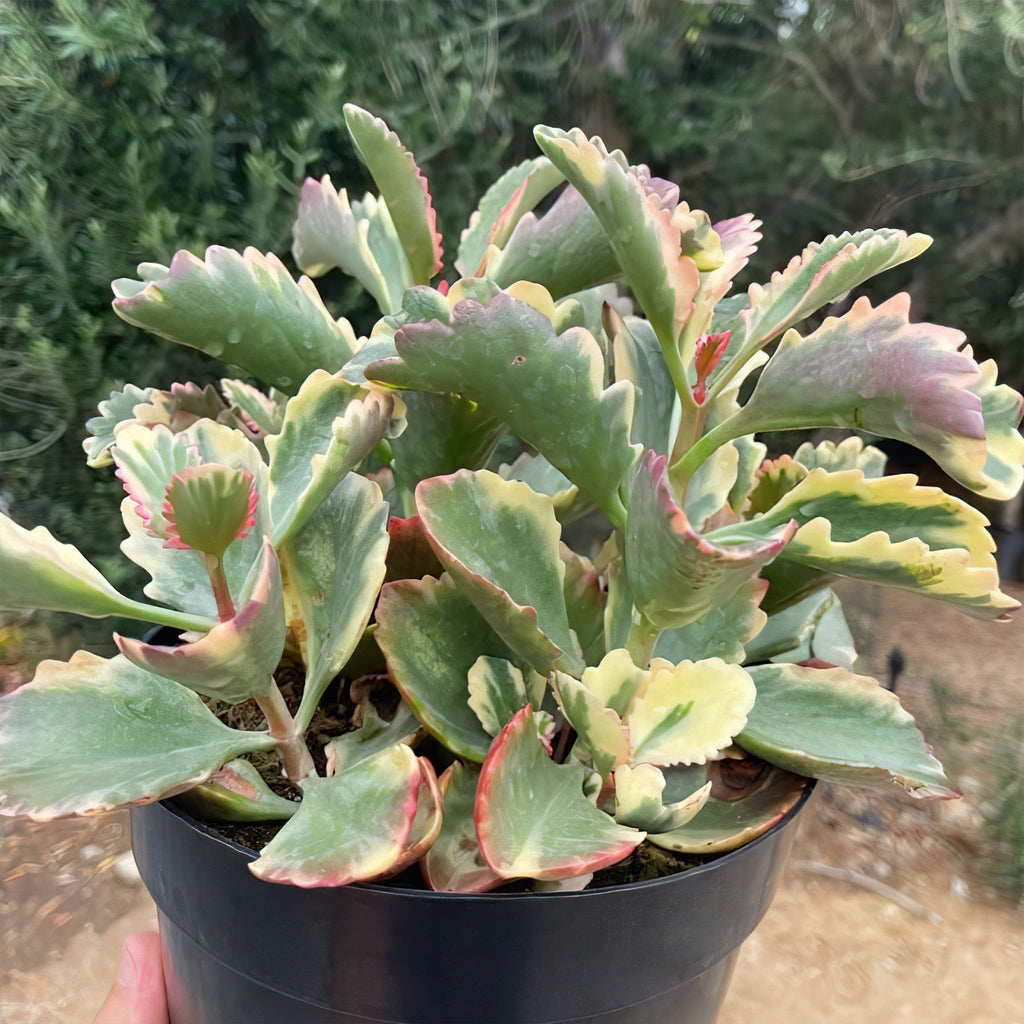 Kalanchoe Fire Rainbow