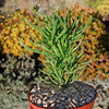 Kalanchoe katapifa Tarantula