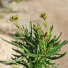 Kalanchoe katapifa Tarantula