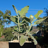 Kalanchoe Millotii