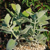 Kalanchoe Millotii