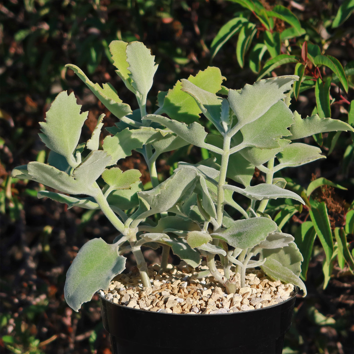 velvet leaf succulent Kalanchoe Millotii Succulent | Velvet Leaf Kalanchoe