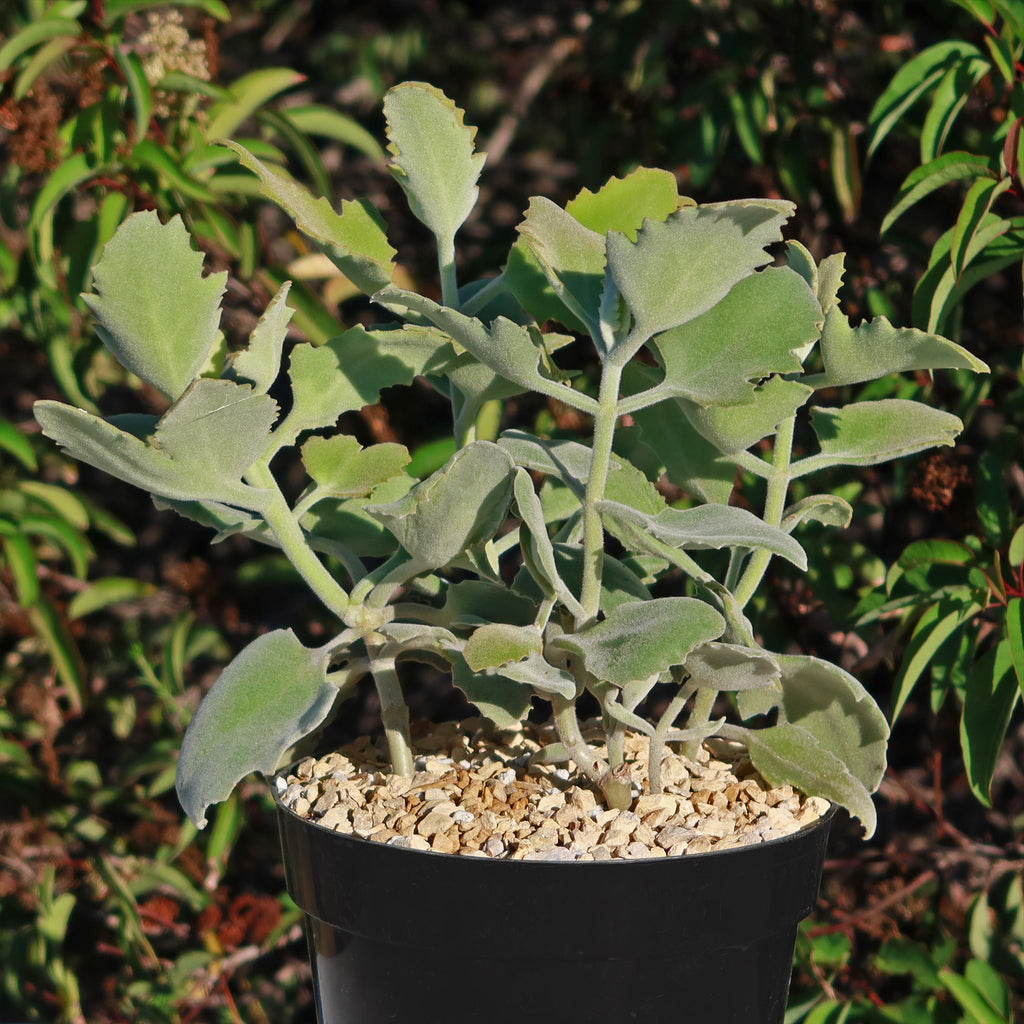 Kalanchoe Millotii
