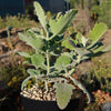 Kalanchoe Millotii