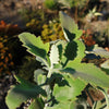 Kalanchoe Millotii