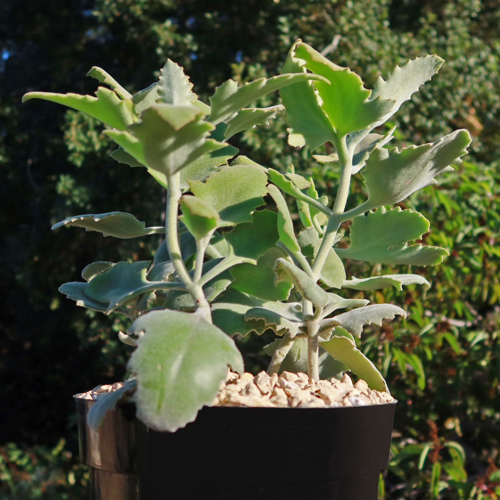 Kalanchoe Millotii