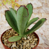 Kalanchoe synsepala