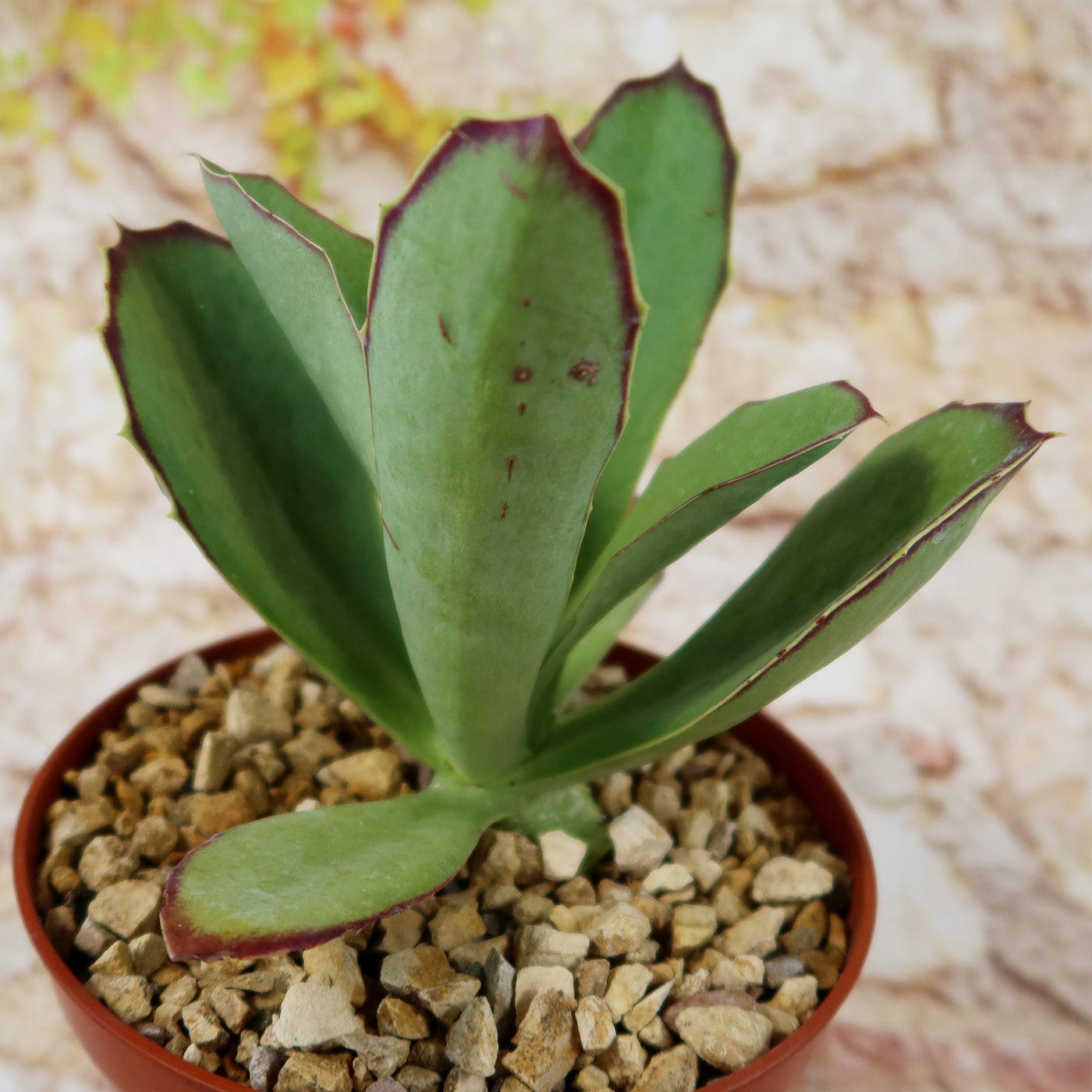 walking succulent Kalanchoe synsepala 6" Pot
