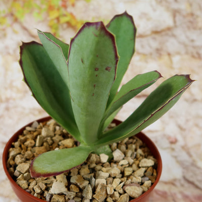 Kalanchoe synsepala