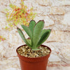 Kalanchoe synsepala