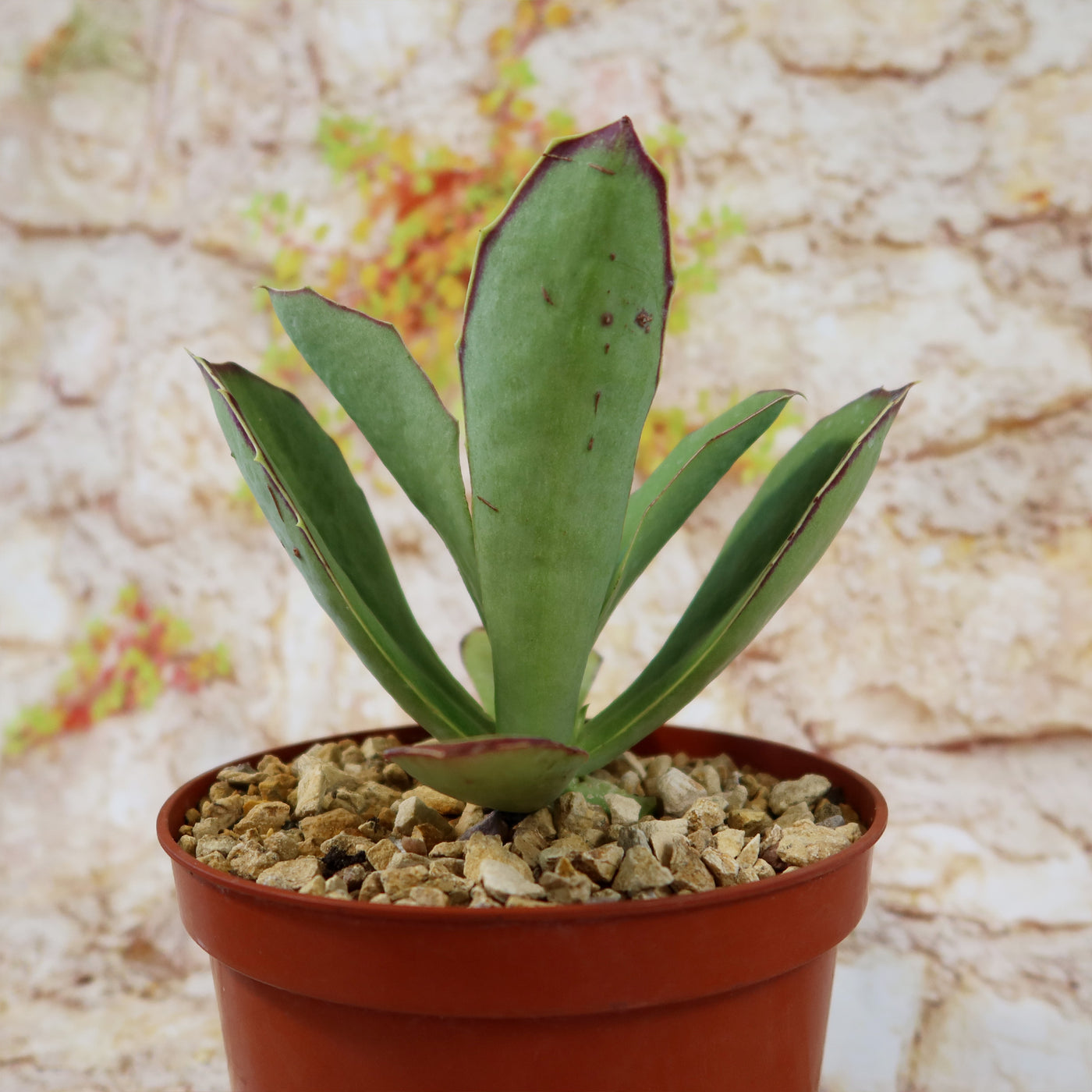 walking succulent Buy Kalanchoe Synsepala | Walking Kalanchoe Plant