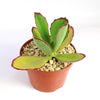 Kalanchoe synsepala
