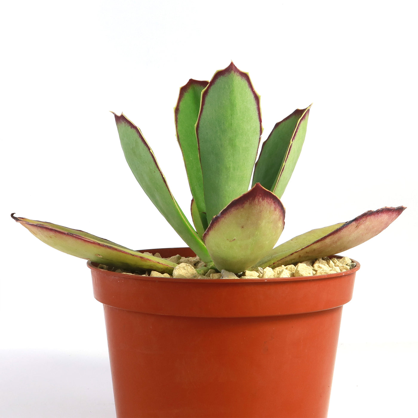 walking succulent Kalanchoe synsepala 6" Pot