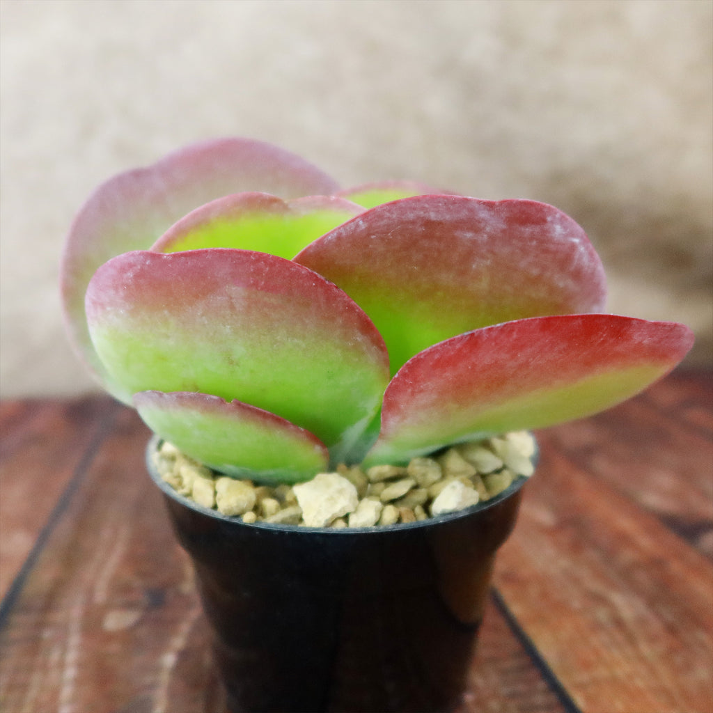 Paddle Plant ‘Kalanchoe thyrsiflora’