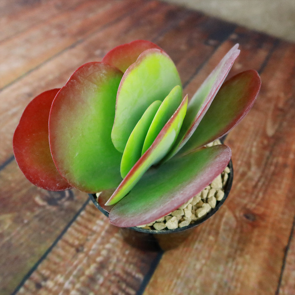 Paddle Plant ‘Kalanchoe thyrsiflora’