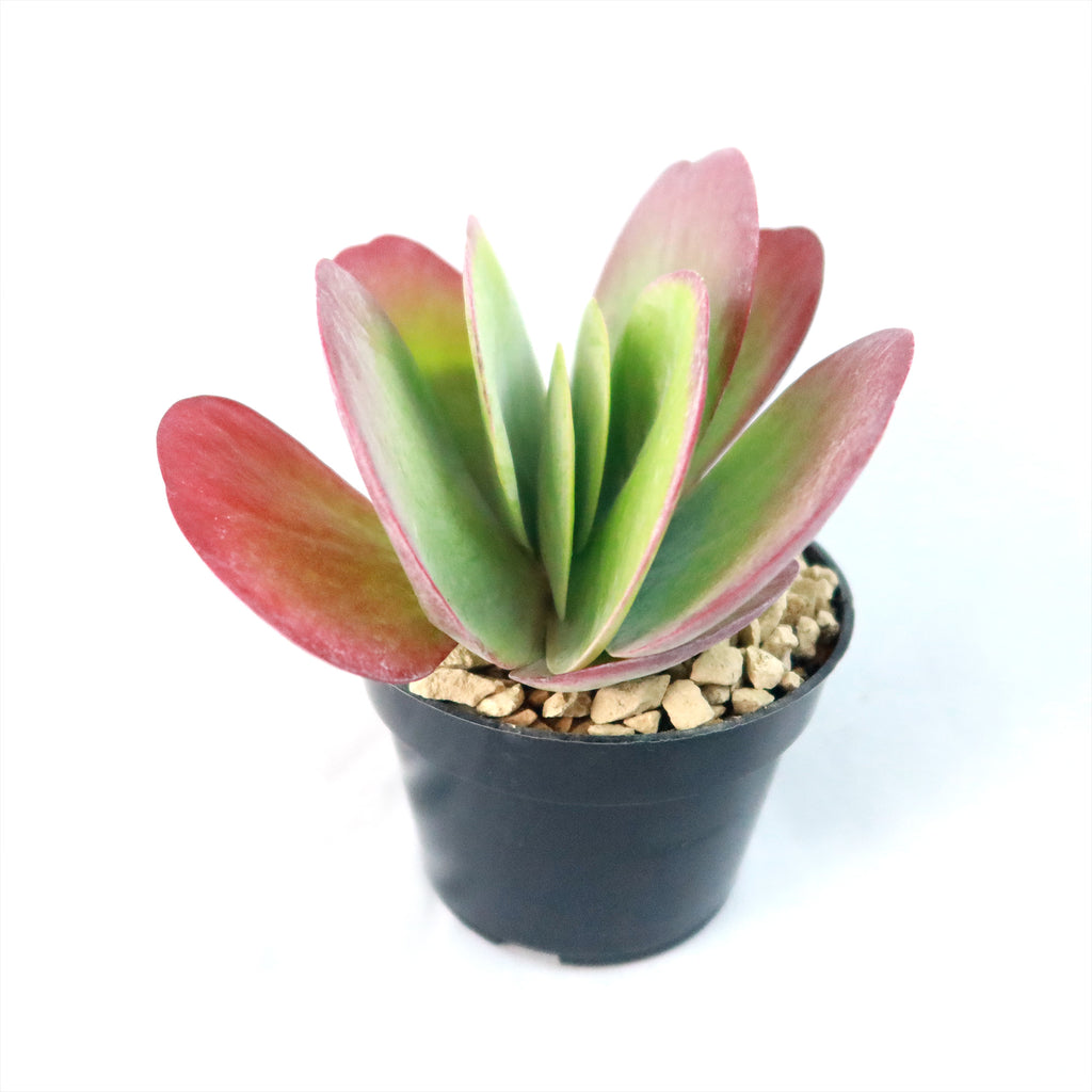 Paddle Plant ‘Kalanchoe thyrsiflora’