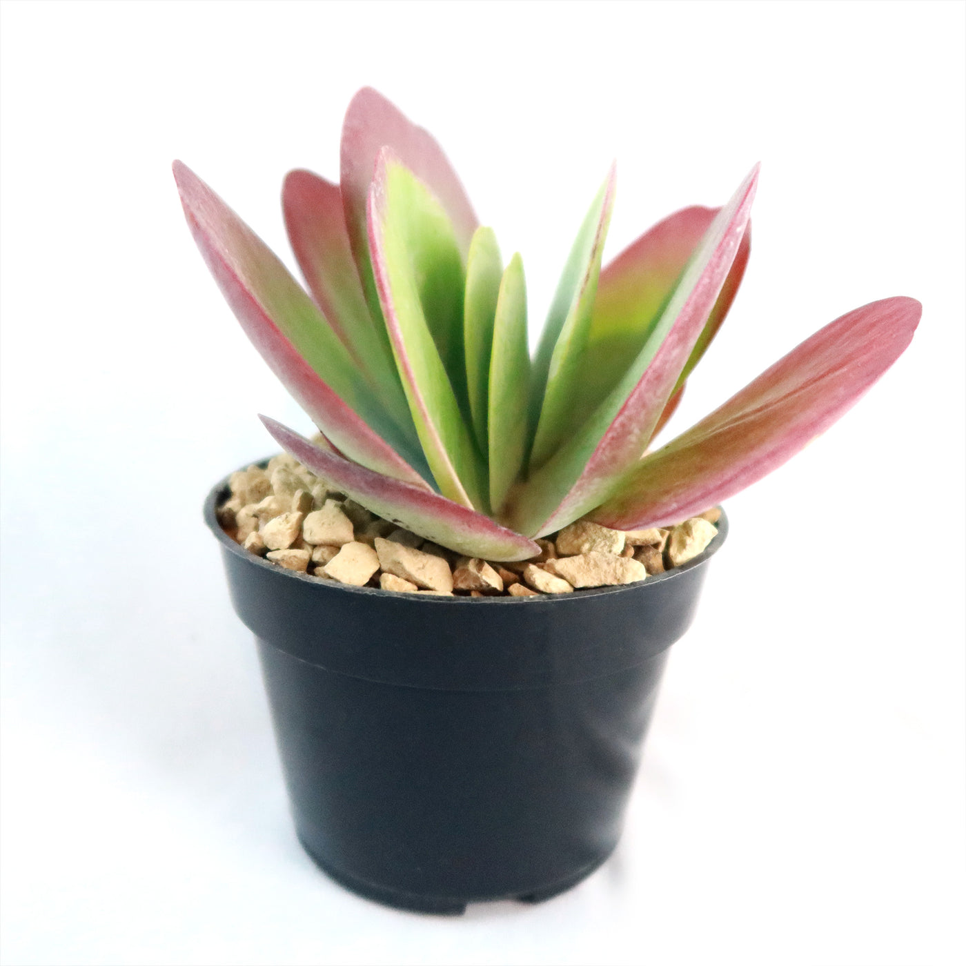 Shop 'Flapjack Plant – Kalanchoe luciae' Care and Info