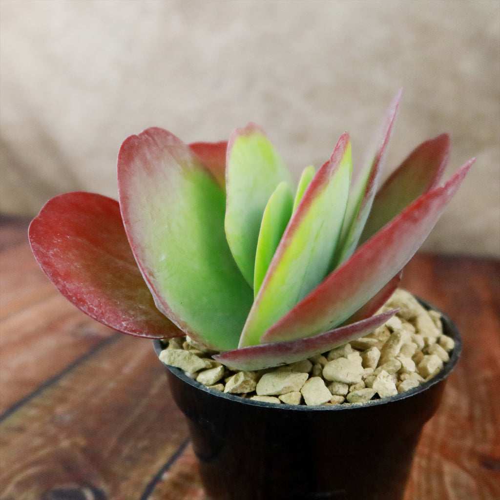 Paddle Plant ‘Kalanchoe thyrsiflora’