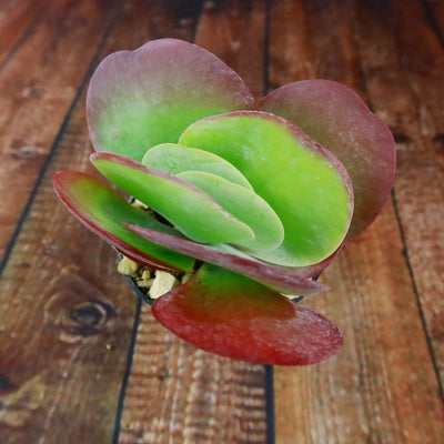 succulent with big flat leaves Flapjack Plant ‘Kalanchoe luciae’