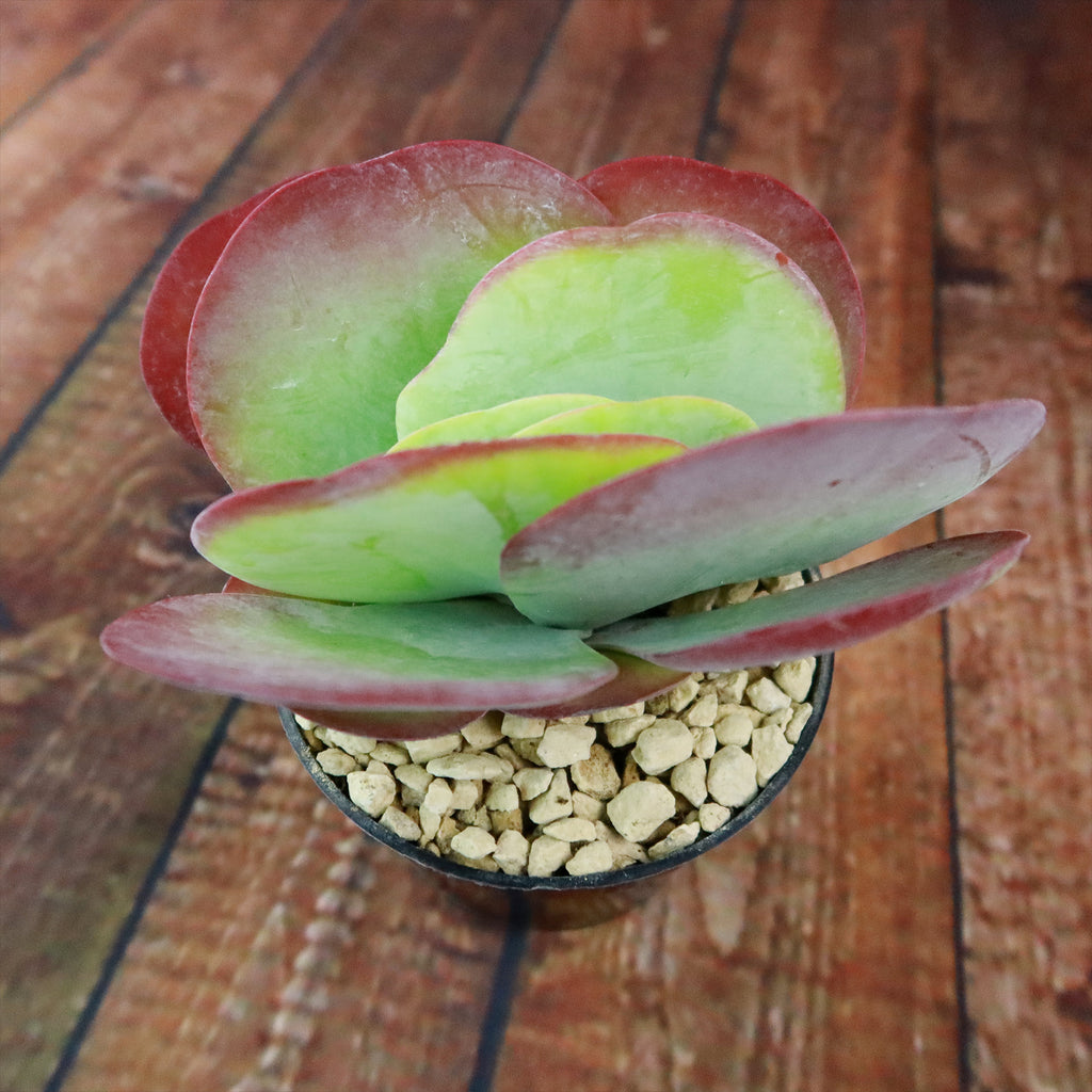 Paddle Plant ‘Kalanchoe thyrsiflora’