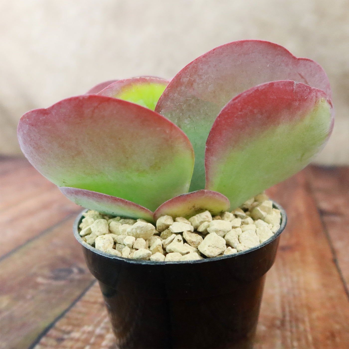 flapjacks succulent Shop 'Flapjack Plant – Kalanchoe luciae' Care and Info