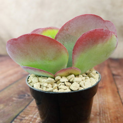 flapjack succulent pups Flapjack Plant ‘Kalanchoe luciae’