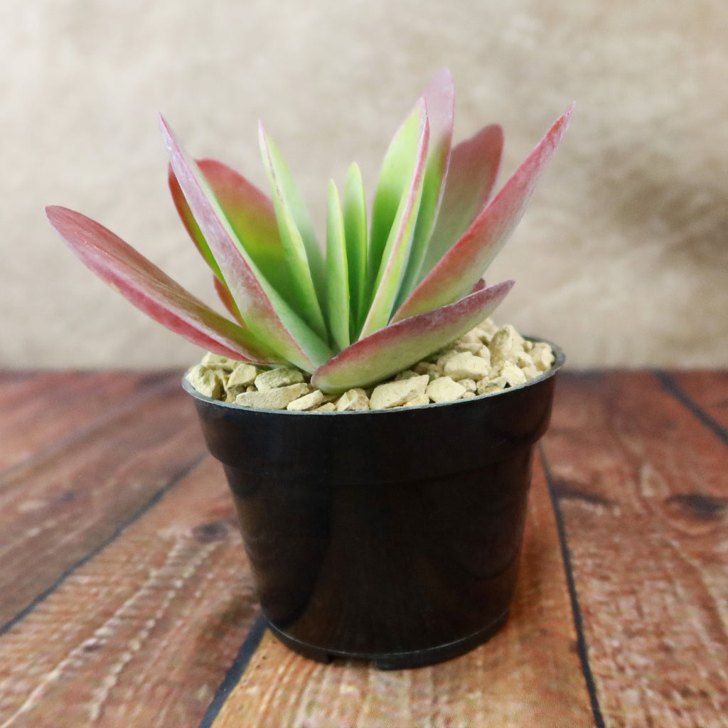 Paddle Plant ‘Kalanchoe thyrsiflora’