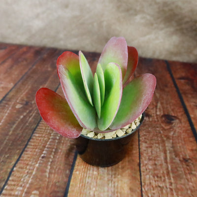 flapjack succulent for sale Flapjack Plant ‘Kalanchoe luciae’