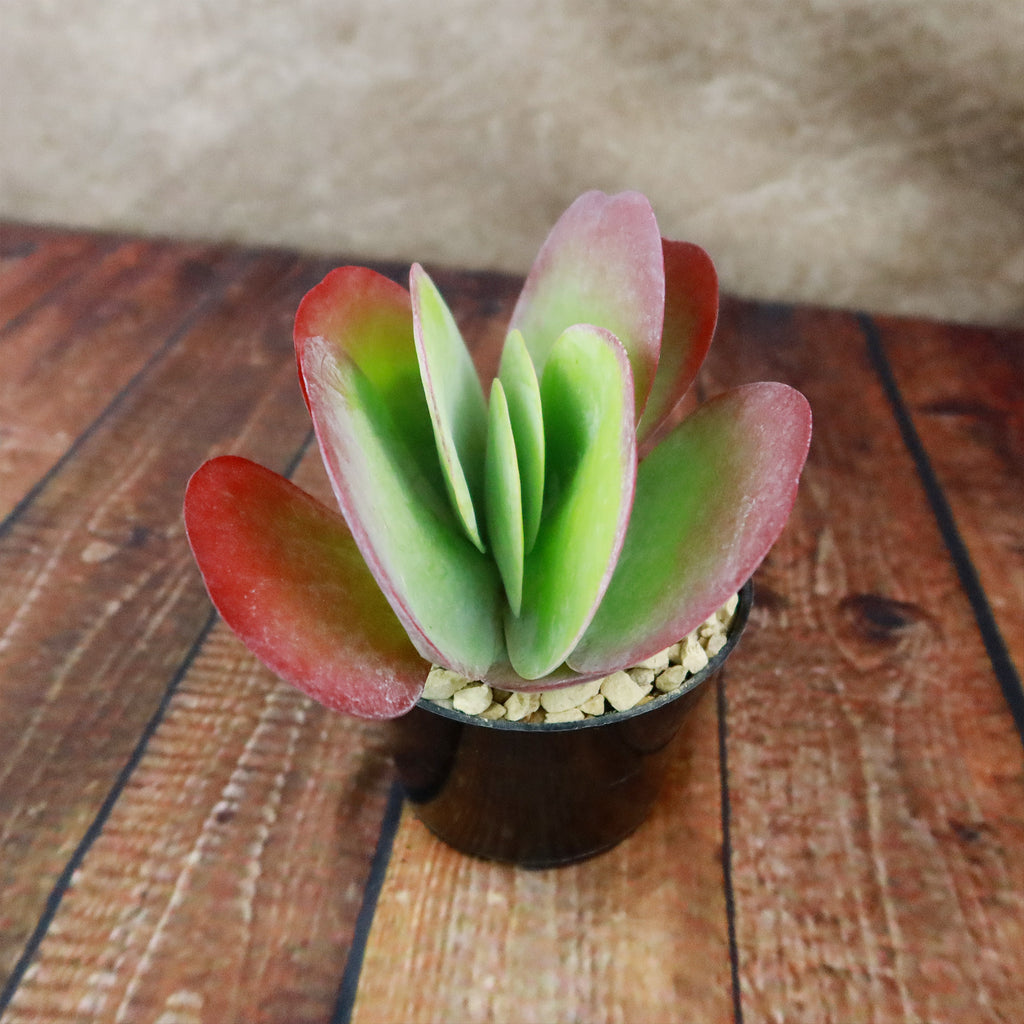 Paddle Plant ‘Kalanchoe thyrsiflora’