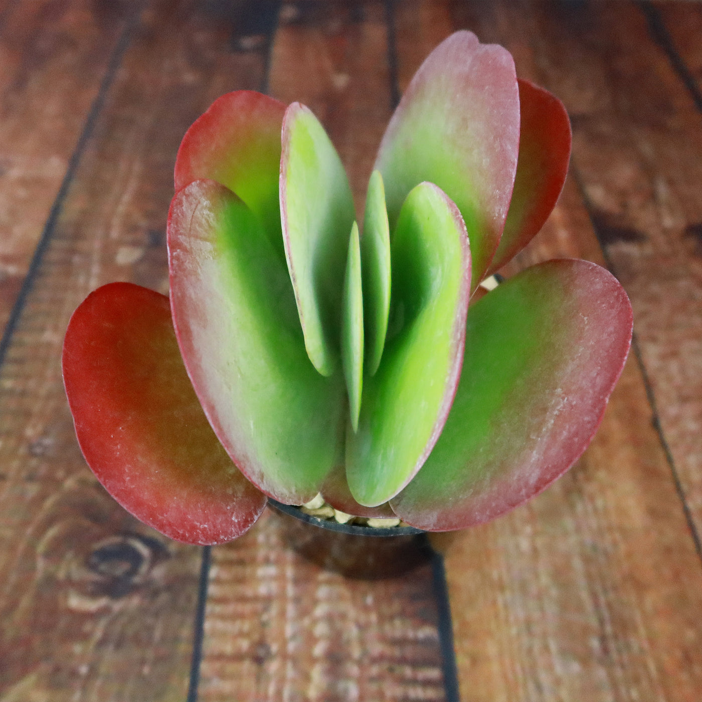 red flapjack succulent Flapjack Plant ‘Kalanchoe luciae’