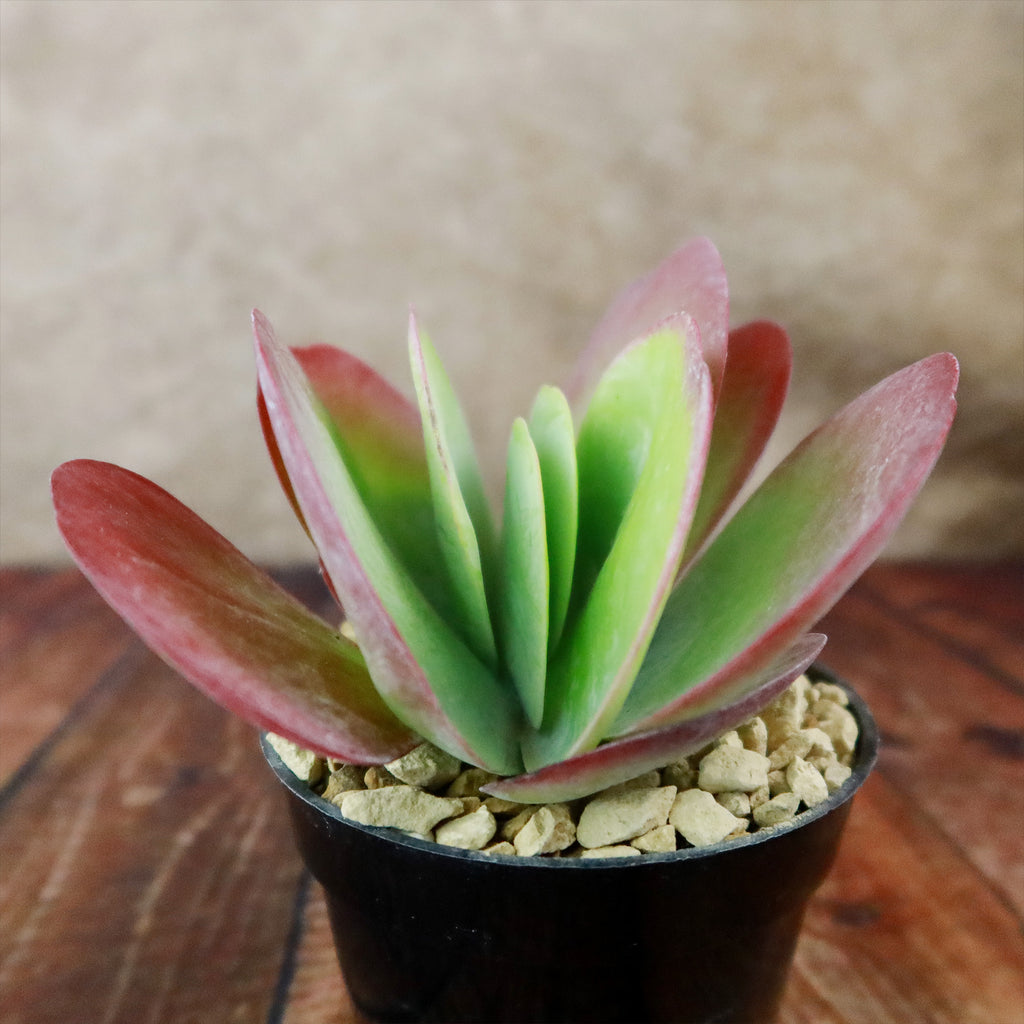 Paddle Plant ‘Kalanchoe thyrsiflora’