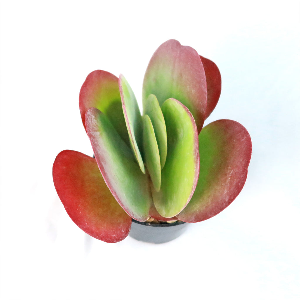 Paddle Plant ‘Kalanchoe thyrsiflora’